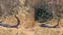 Mersin'de 2 tanesi aniden ortaya çıktı!