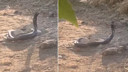 Siirt'te doğada 2 tanesi ortaya çıktı!