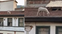 Çatıda gören şaşırdı, gören kameraya sarıldı!