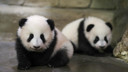 ABD-Çin arasında yeni dönem: PANDA DİPLOMASİSİ!