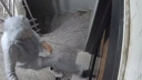 Matkaplı komşu yine kapıda! Polis bile şaşırdı