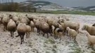 Tokat’ta çoban 100'lerce koyununu otlatmaya çıkarmıştı. Koyunların otladığı sırada meydana gelen doğa olayı koyunları korkudan titretti