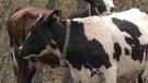 Yozgat’ta 1 tane inek yavrusunu kaybetmişti... Daha sonra 1 tane ineği kontrol etmeye giden sahibi hayvanın yaptığı hareketle resmen dondu kaldı