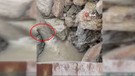 Tunceli'de yakında doğada 1 tanesini görmek bile imkansız olacak. 3 tanesi kayalıkların arasından fırlayıp geri kayboldu