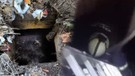 Yalova'da bahçedeki 3 metrelik rögar kuyusundan acı acı bağırışlar geldiğini duyan resmi ekipler kuyuya inince karşısında 1 tek onu gördü