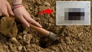 Manisa'da çiftçinin toprakta zeytin çapaladığı sırada 2,3,4'ncü çapa darbesinde gözüne takıldı. Ağırlığından 850 kat fazlasını taşıyabilen hayvanı gördü