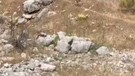 Antalya'da 2 arkadaş doğada gezdikleri sırada 1 tanesine rastladı... Normalde 100'lerce ile gezen hayvandan 1 tane vardı hemen yüksek yere götürdüler