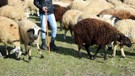 Muş’ta yaylada 600'den fazla koyununu otlatan çoban, bir anda çalılıkların arasında duran 2,3,4,5 taneyi fark etti. İçeri girince resmen karşısında onları gördü