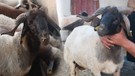 Hatay'da 20 yıldır hayvancılık yapan Yakup Yılmaz'ın ahırındaki 200 hayvandan 1 tanesi. Her gelen onu görmek istiyor