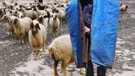 Kars’ta 200'lerce koyunu otlatmaya çıkaran çoban kayalıklara doğru gittiğinde korkunç bir şey oldu. 200'lerce bir anda kafasını aynı anda kayalıklara çevirdi