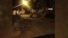 Karabük'te gece saatlerinde 1 tanesi mezarlığın hemen yanında fark edildi. Sürücü onu görür görmez hemen fotoğrafını çekti