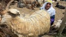 Hakkari'de 1000'lerce koyun çobanlar tarafından teker teker aynı işlemden geçirilecek! Gün başına 4.000'i alıp keyiflerine bakacaklar