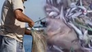 Mersin'de 1,2,3,4,5,6,7,8 tanesi birden balıkçıların ağına takıldı. Balıkçılar 8 tanesini diğer balıkların yanında görünce resmen irkinti yaşadı