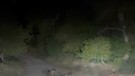 Tunceli’de 2 tane hayvan, anneleriyle birlikte gece yola indi. Onları gören vatandaşlar hiç bakmadan kenardan sıyrıldı