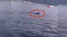 Karadeniz'de 1 tanesi yüzerken görüntülendi. 1 tanesini yüzerken gören vatandaşlar inanamayıp 1 kez daha baktı