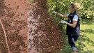 Giresun'da sadece 1 haftada 425.000 çoğalarak her yeri istila eden hayvana karşı kimsenin affı yok! 55 bin 888 tanesi salındı, 34,112 daha salınacak
