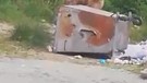 Bitlis'te en son doğada 1 yıl önce görülmüşlerdi. 1 yıl sonra 3 tanesi yeniden ortaya çıktı, onları gören vatandaşlar o detayı hemen fa