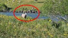 Ardahan'da adadaki 1 tane hayvanı gören vatandaşlar 10 saat sonra aynı yerden geçtiklerinde korkunç detayı fark ettiler. Acilen resmi ekipler arandı