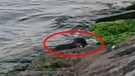 Marmara'da son 1 haftadır bir görünüp bir kayboluyordu... Marmara'da 1 kez daha ortaya çıktı görenler hemen kayıt altına aldı