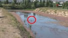 Sivas'ta doğada 1 tane ile ortaya çıkan hayvan büyük heyecan yarattı. Artık 1 tanesini bile görmek imkansız