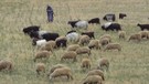 Tunceli'de 200'den fazla koyununu otlatan çobanın karşısına doğada bir anda çıktılar. Çoban tam 1 adım attıktan sonra resmen korkunç olay oldu