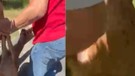Düzce'de doğaya piknik yapmaya giden aile bir anda çalılıkların arasında onu fark etti. 1 tane vardı ama onu görünce pikniği unuttular