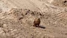 Nevşehir’de toprakta bir anda belirdi. Önce 1 tanesiyle sonra da diğer yırtıcıyla karşı karşıya geldi