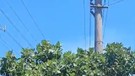 Zonguldak'ta korkunç olay. Elektrik direğine konan 1 hayvan kömür oldu