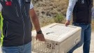 Çorum'da 100'lercesi daha doğaya bırakıldı. Türkiye'nin her yerinde 10'lerce daha bırakılacak