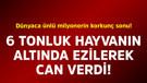 Dünyaca ünlü milyonerin korkunç sonu. 6 tonluk hayvanın altında ezilerek can verdi