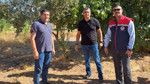 Aydın'da tarımsal zararlılara karşı sahaya indiler! Sorunlar teker teker yerinde incelendi
