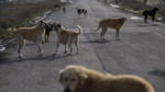 İçişleri’nden ‘sokak köpekleri’ hamlesi! Belediye başkanları için harekete geçildi