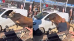 Ankara'da kaçan kurbanlık minibüse girmeye çalıştı
