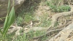 Hakkari'de doğa yürüyüşe çıkan köylüler bir anda önlerinde fark etti! 1 adım bile yaklaşamadılar