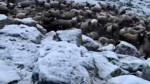 Kars'ta mayıs ayı sonunda büyük sürpriz! Doğadaki manzarayı görenler dondu kaldı