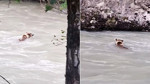 Munzur Nehri’nde 1 tanesi aniden nehrin içinde çıktı! Herkes hayrete düştü