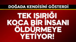Tek ısırığı koca bir insanı öldürmeye yetiyor! Doğada kendisini gösterdi