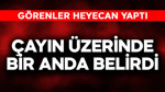 Kastamonu'da çayın üzerinde bir anda belirdi! Onu gören vatandaşlar heyecan yaptı