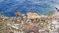 Van Gölü sahilinde Vaşak görüntülendi