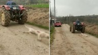 Bu nasıl vicdan? Gebe köpeği tüfekle öldürdü, traktörün arkasına bağlayıp sürükledi