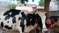 Adana'da yaşayan vatandaş, evladı gibi sevdiği hayvanlarına kıyamadı. Onları sıcaklardan korumak için harekete geçti