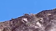 Dağların ender çocukları Elazığ'da görüntülendi! Kırmızı liste ile korunuyorlar... Sakın onlara dokunmayın