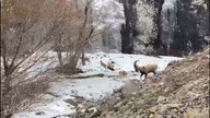 Giresun İl Özel İdaresi personelleri görevden dönerken nadir canlı sürüsüyle karşılaştı. İlk defa çok yakından görme fırsatı yakaladılar