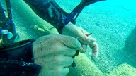 Antalya'da dalış yaptığı yerde, korkunç bir manzarayla karşılaştı. 3 tanesi suyun altında ölmek üzereydi
