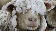 Erzurum -27,8 ile Türkiye'nin en dondurucu yeri oldu. Meteorolojik kaynaklardan yeni uyarı da geldi. Daha da beteri geliyor hayvanları koruyun