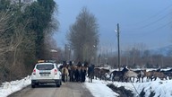 Samsun'da şehrin farklı noktalarında başıboş hayvanlar sürü halinde ortaya çıktılar. Çok sayıda ihbar üzerine ekipler harekete geçti