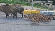 Aydın'da gündüz vakti şehir merkezine 15'i birden sürü halinde geldi. Hareketleri şaşırttı. Daha önce gelenler bile bunu yapmıyordu