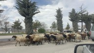Elazığ'da 100'lercesi aniden ortaya çıktı. Sadece Elazığ'da değil yakın zamanda Türkiye'nin her yerinden çıkabilirler