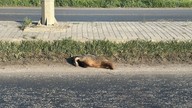 Tekirdağ'da kocaman 1 tane hayvan korkunç şekilde telef oldu. Araçtan inip hayvana bakınca tanımakta zorlandı