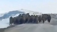 Yozgat'ta 30 tanesi sürü halinde bir anda ortaya çıktı. Vatandaş 30 tanesini karşısında görünce korktu kaldı